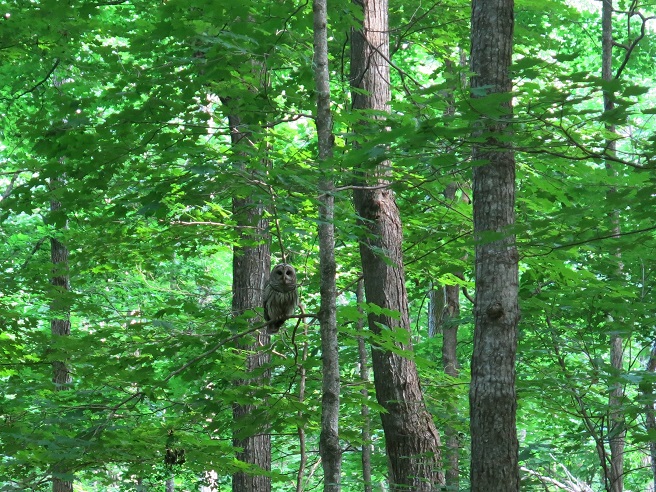 Barred owl sitting on a branch in the green woods